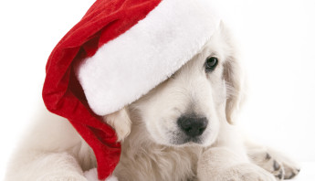 cucciolo labrador bianco con cappellino natale