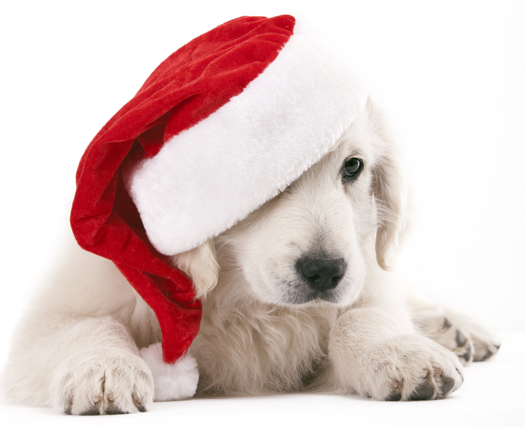 cucciolo labrador bianco con cappellino natale